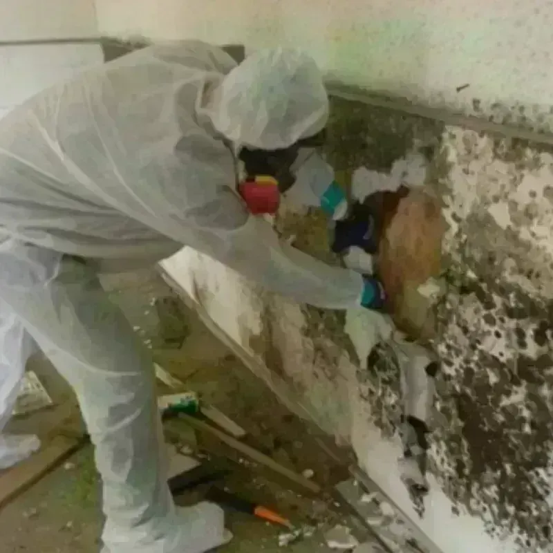 Mold Remediation and Removal in Rossville, IN